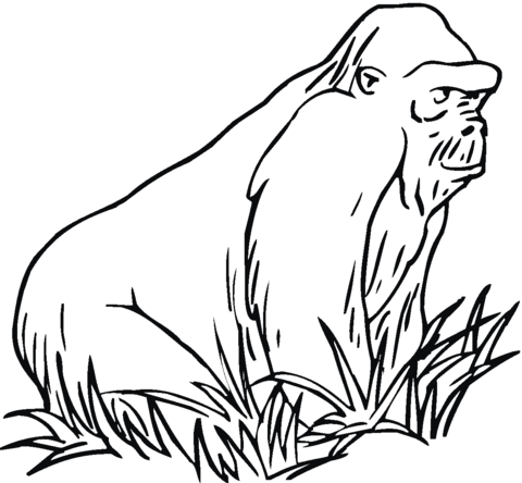 Gorilla On The Grass Coloring Page